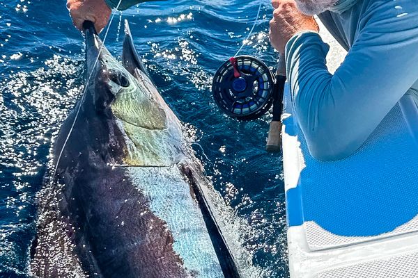 Captain Scott Dykes landing a marlin on the fly